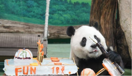 “圆宝”5岁啦 台北动物园为其庆生