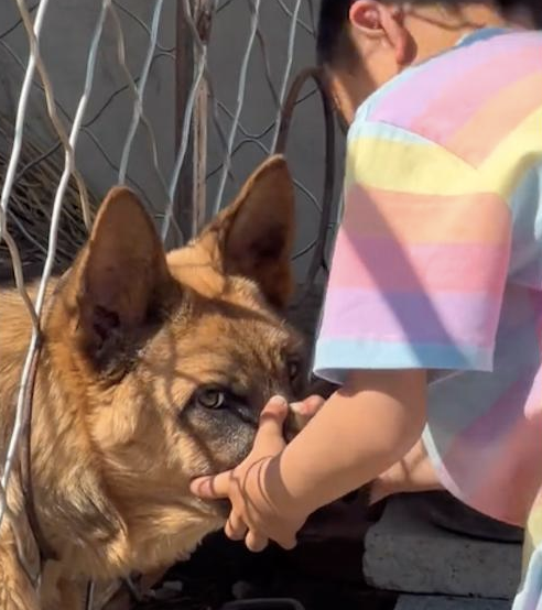 狗狗朝着路过的人吼叫，小孩哥过去用手握住它的嘴巴