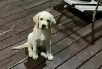 网购的宠物狗养几天就死？