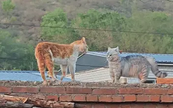 家猫挑衅村里散养的橘猫，因家猫太萌气势全无