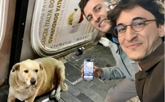 走红的流浪狗成伊斯坦布尔塔克西姆广场头号旅游热点