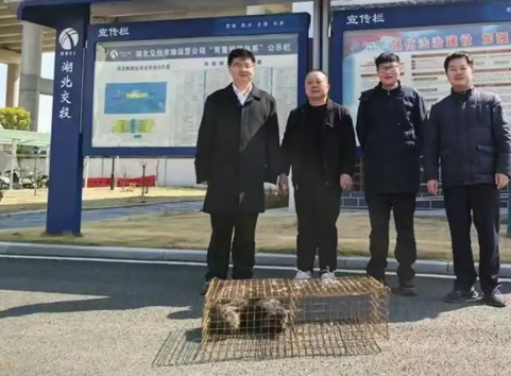 受伤狐狸逃至高速收费站，大悟多部门联合救治