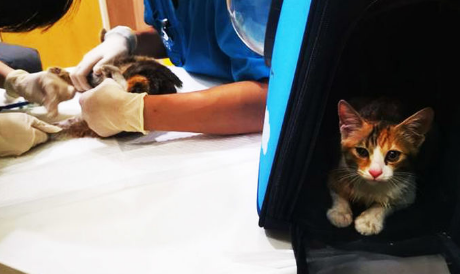 流浪猫妈为了小猫，差点失去生命，当救活后，小猫的举动让人泪奔 