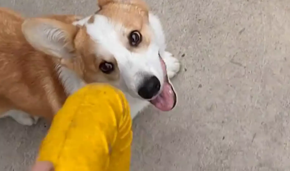 男子带柯基玩耍，柯基叼着玩具摇头晃脑地向男子走来