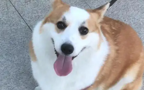 走失的宠物狗被工作人员吃了？