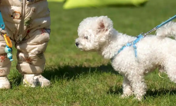 济南春日宠物经济盛会，融合消费新场景
