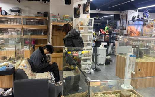 一条蛇卖到上万元，冷血动物等异宠成宠物界“新势力”