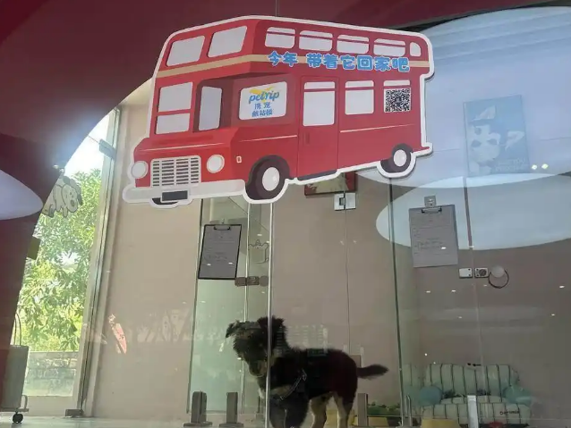 飞客舱、坐高铁、搭地铁！五一“毛孩子”也能说走就走