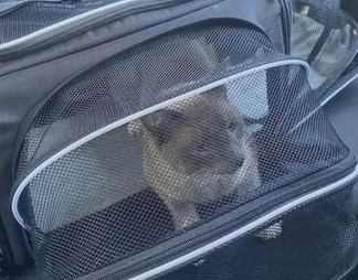 猫咪在旅行时迷路，后被发现在另一城市流浪，两地相距1000多公里