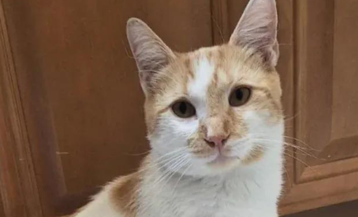 流浪猫被好心人投喂后，竟赖在家门口不走