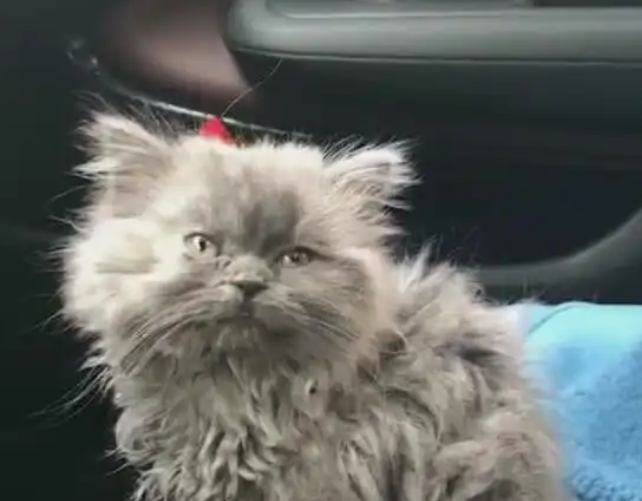 女子捡到一只流浪猫，猫咪太脏看不清本来面目