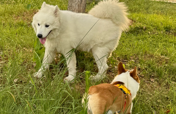 成都举办宠物友好型城市活动，迎接“五一”黄金周