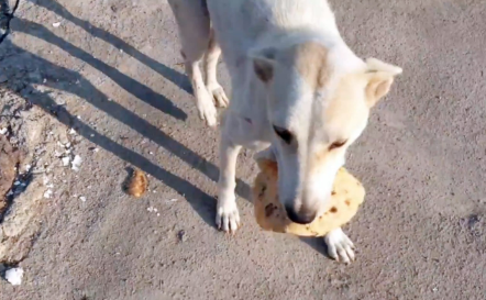 放下戒备讨好人类的狗狗，要到食物转身就跑，跟随后发现感人真相