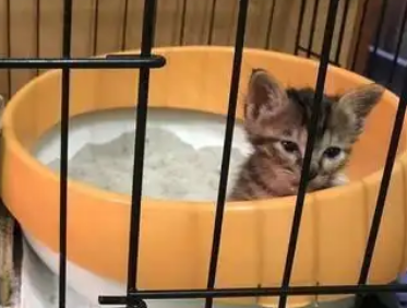 女子救了一只猫，第一次吃肉泥不小心掉进成了脏脏猫