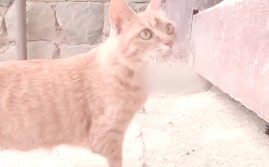 残疾橘猫为养育幼崽，在景区苦苦乞讨，展现母爱伟大