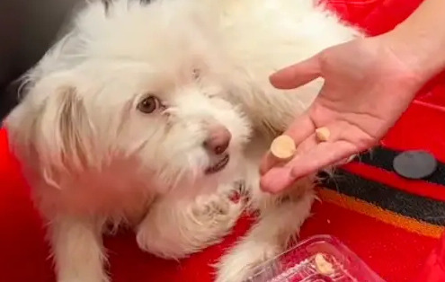 在青海湖遇见只流浪狗，竟主动跳进车里求助！