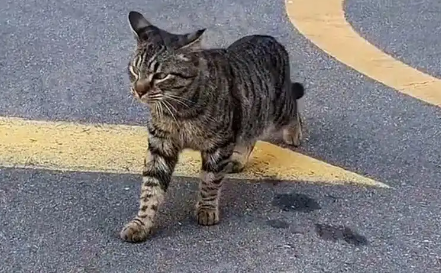 主人搬家遗弃宠物猫，它每天守在公寓楼前，没等到主人却有了家