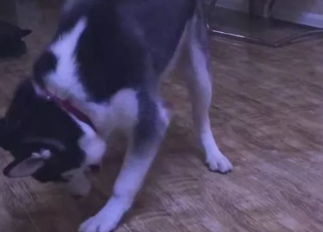 二哈不怎么撕纸咬沙发了，但是主人却更担心了