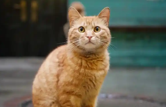 流浪猫被救助后，帮助其他流浪同伴