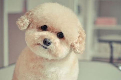 财迷小狗，钱只拿大的，不管钱藏在哪都能找出来，私房钱的终结者 