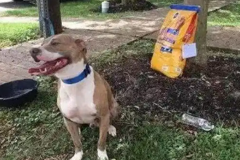 狗狗被拴在树上，还露出一脸笑容，得知真相让人心酸 