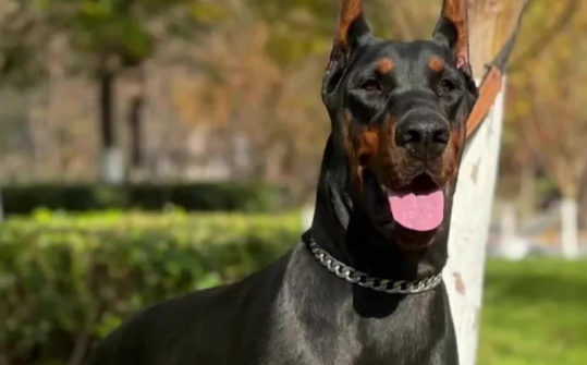 新修订治安管理处罚法对养宠有新规，伤人要拘留