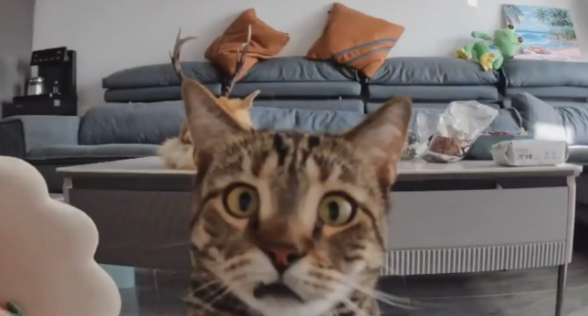 男子家里装监控，隔空呼唤猫咪！