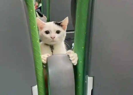 高铁宠物托运：服务创新“照亮”旅途之光