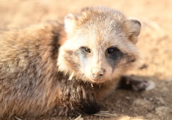 国家二级保护动物貉成功获救，见证自然奇妙之美