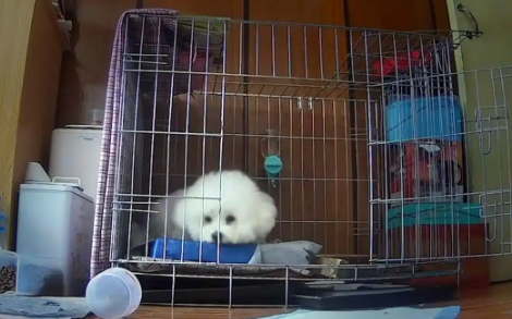 狗狗独自在家19天，每天都在期盼主人回家，重聚时画面让人感动