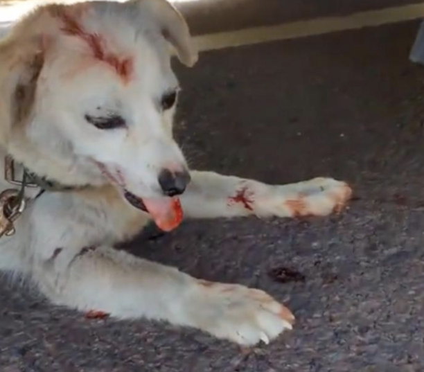 货车拖行看油箱的狗数公里，被人提醒才停下！