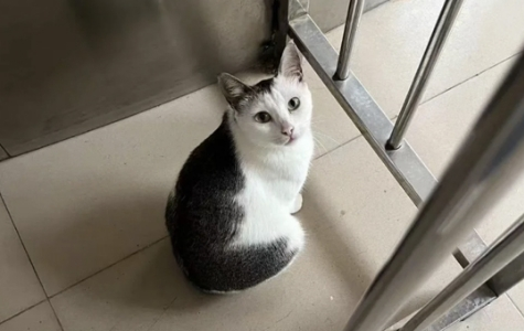 北理工珠海校区保安当众捕杀流浪猫？校方：它抓伤多人