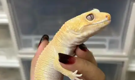 饲养异宠正流行，背后风险有哪些