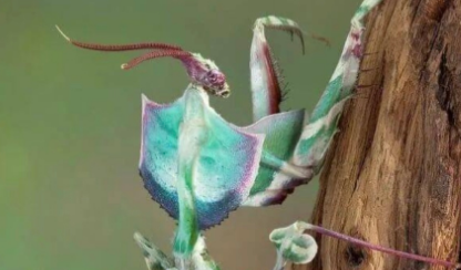 有“蟑螂”！男子误杀邻居宠物赔了400元