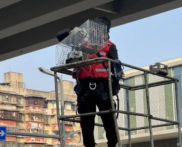 城市里的“猫咪消防员”：8年救下3927只猫，曾一天接到六七个求助