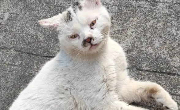 90后与守护流猫的"生命之光"宠物展全城暖心接力