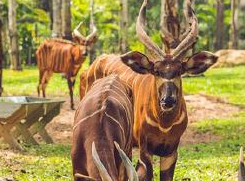 “食火兽”现身！像鹿又像羊
