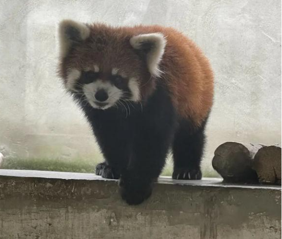 猎捕野生小熊猫，每只叫卖35万？警方通报！