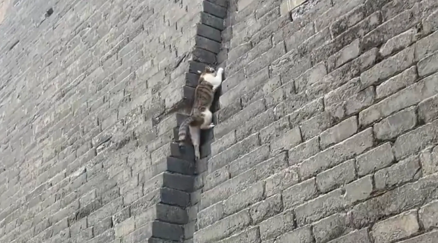 女子旅游偶遇爬城墙的猫咪。猫：无人扶猫凌云志，我自踏雪上山巅