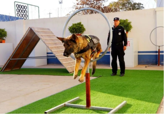 创新“警犬+”模式，助力警务效能提升