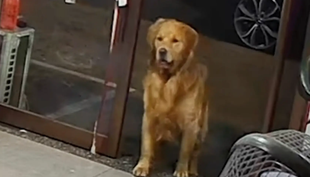 金毛偷溜出去玩，回家发现一个人都没有