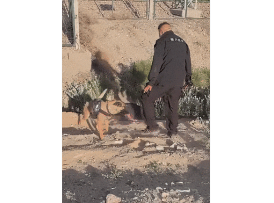 警犬“虎子”立大功，成功找到八旬走失老人