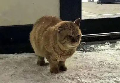 流浪猫：对不起好心人，我没等到你，所以才跑出来讨吃的