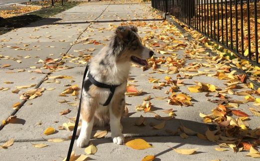 新消费爆火，宠物经济多股涨停炸板！