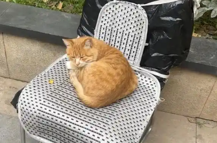 被风吹到地上的毯子，成了流浪猫的宝贝，它趴在上面久久不愿离开