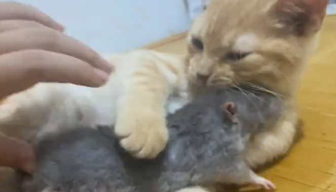 猫咪和宠物鼠相处十分融洽。网友：这是真生理性喜欢
