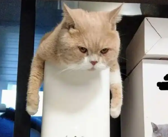 猫咪等了半个小时，铲屎官还不“放饭”