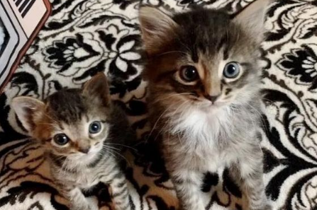 大猫去偷食物被抓，小猫咪隔着门着急的叫，最终都被收养 