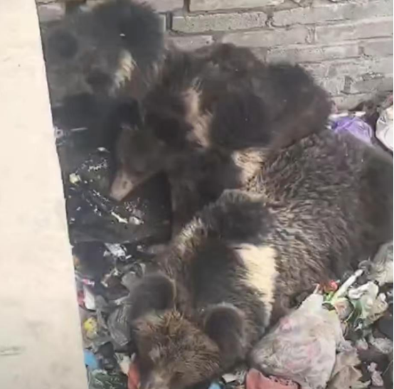 “倒霉熊”一家四口被困垃圾池