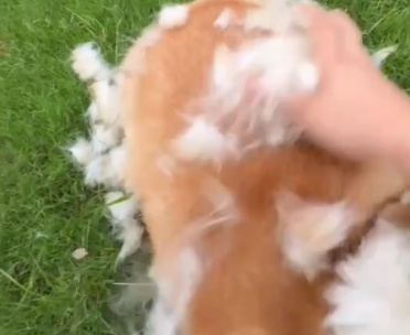 女子吐槽柯基掉毛，一抓一大把的毛。网友：蒲公基